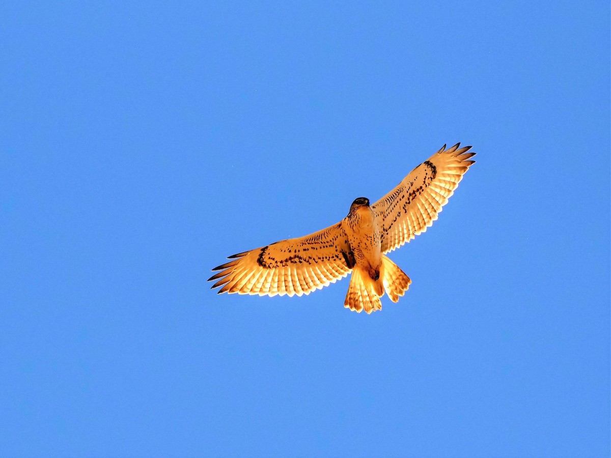 Ferruginous Hawk - ML491156381