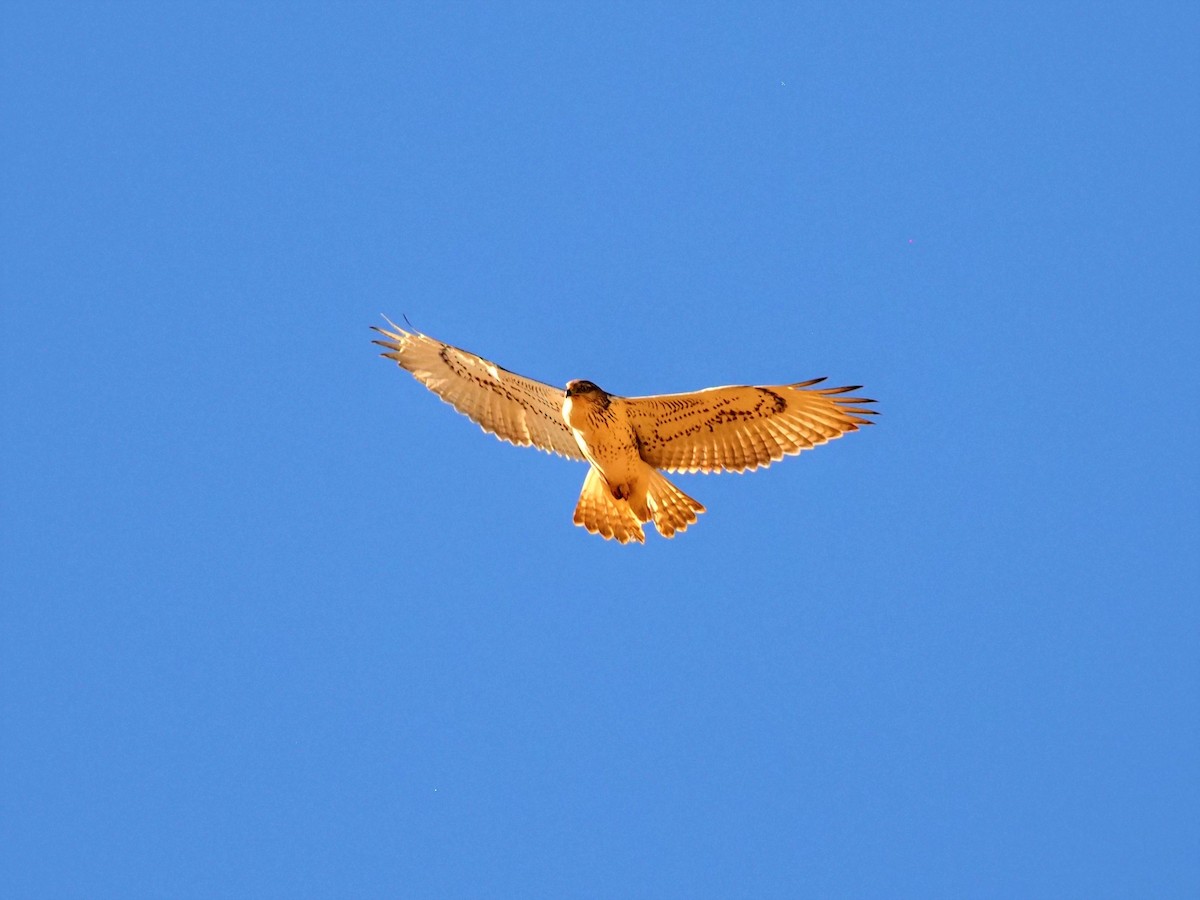 Ferruginous Hawk - ML491156391