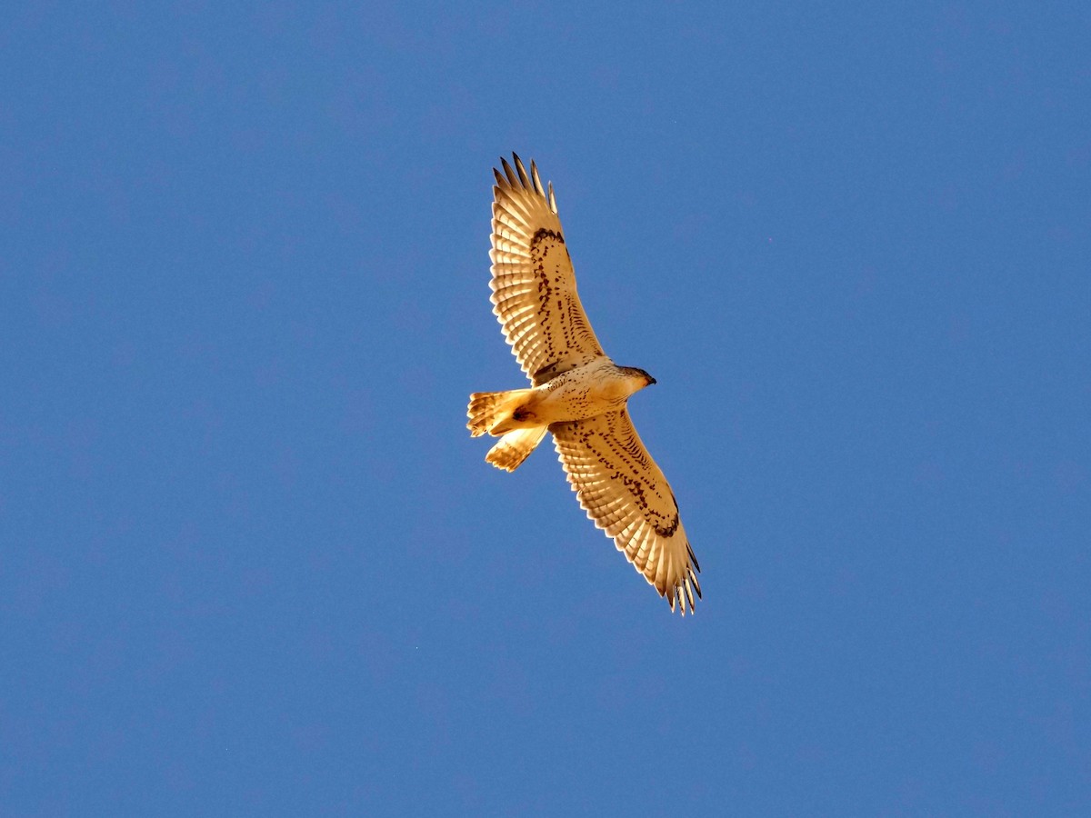 Ferruginous Hawk - ML491156401