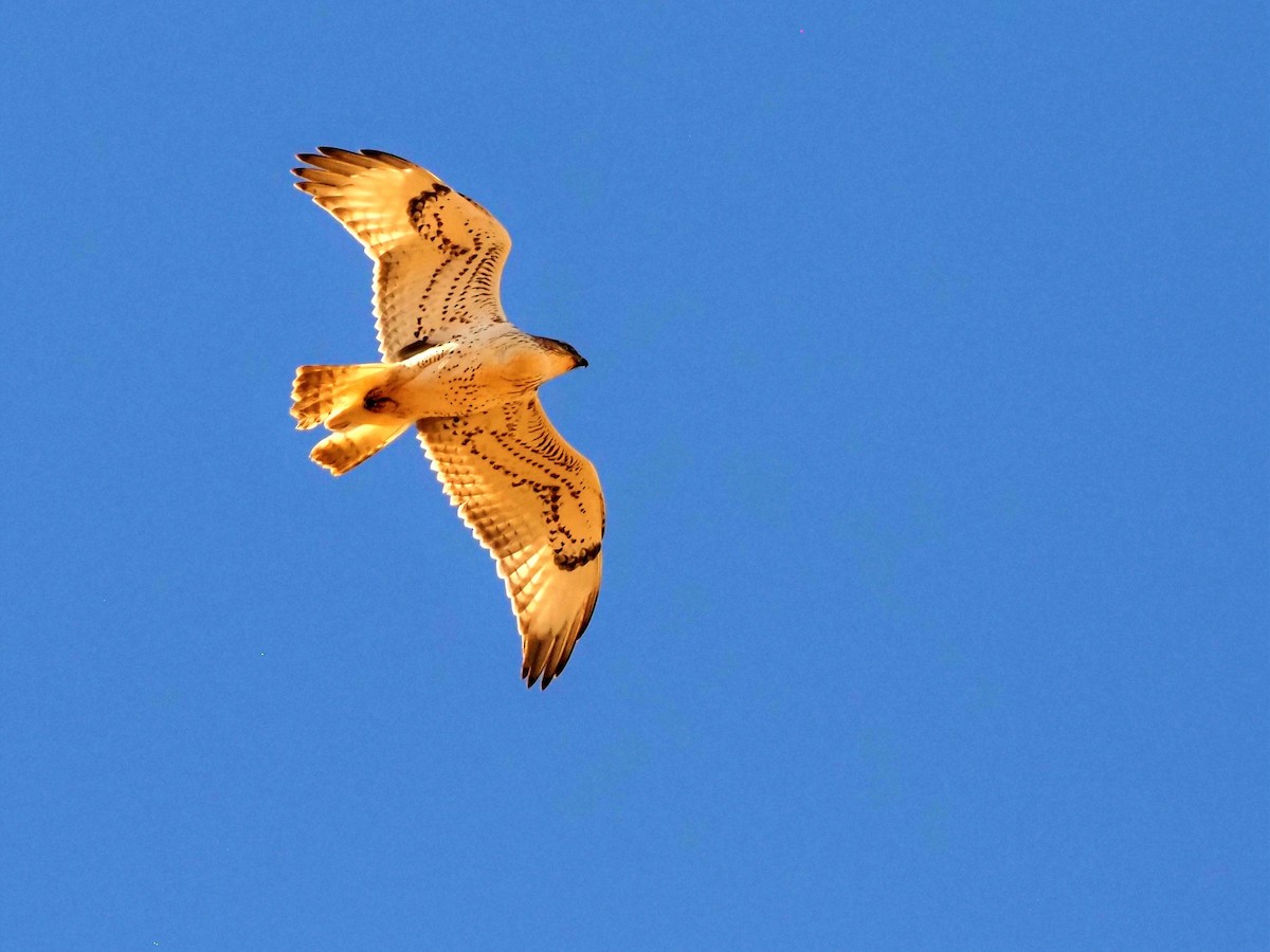 Ferruginous Hawk - ML491156421