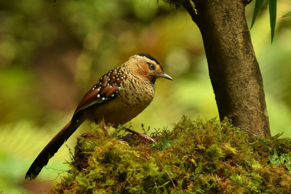 Spotted Laughingthrush - Qin Huang