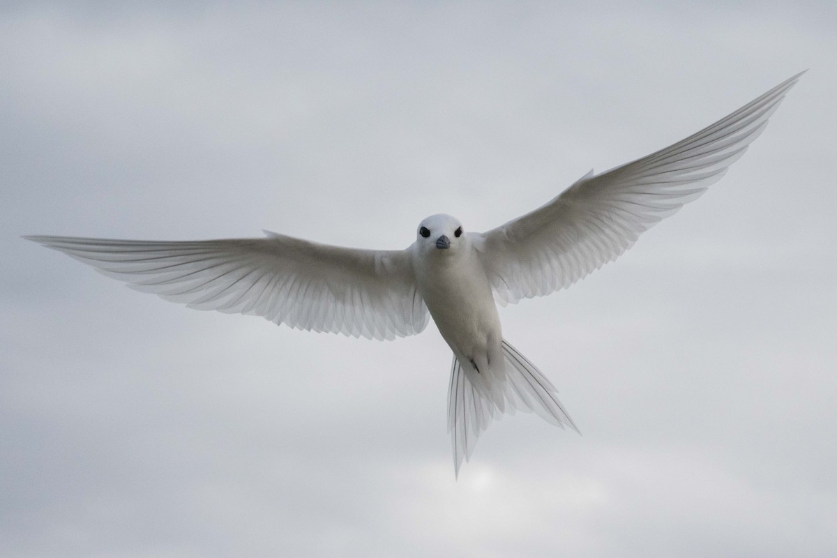 White Tern - ML49115731