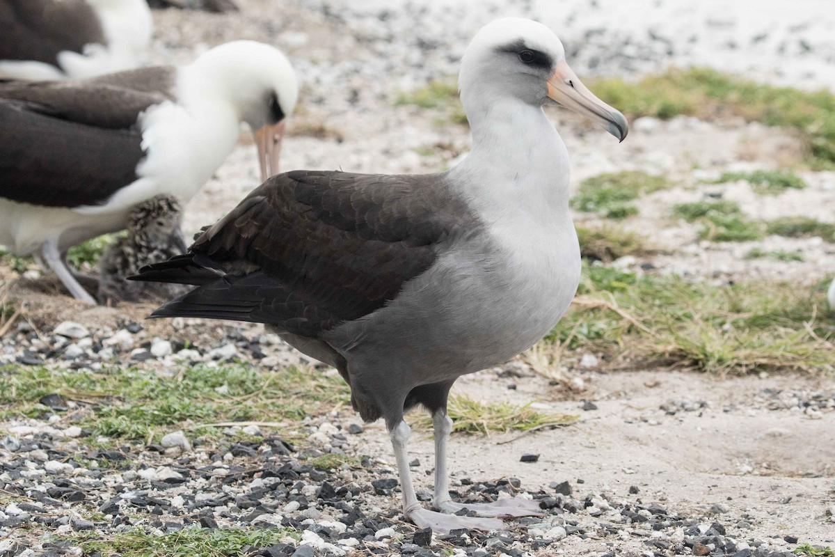 albatros laysanský x černonohý (hybrid) - ML49115841
