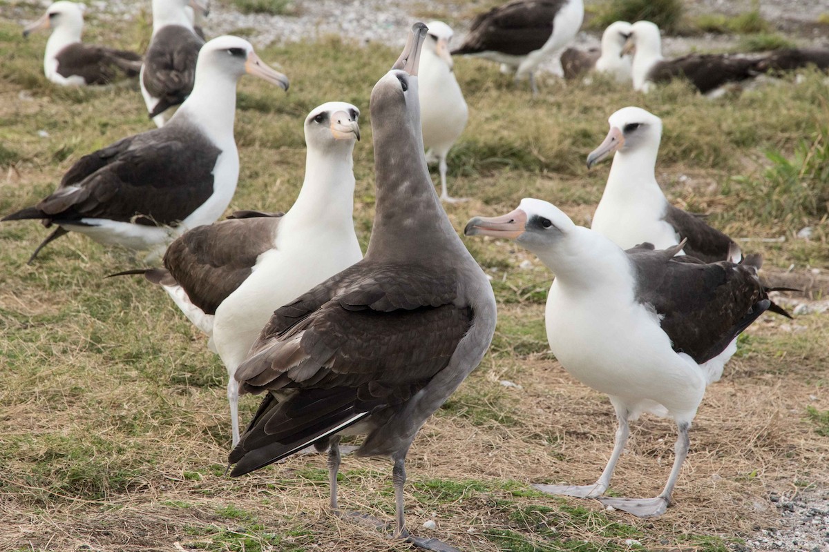 albatros laysanský x černonohý (hybrid) - ML49115861