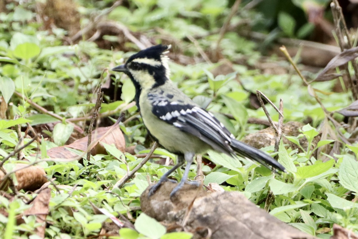 Indian Yellow Tit - ML491161301