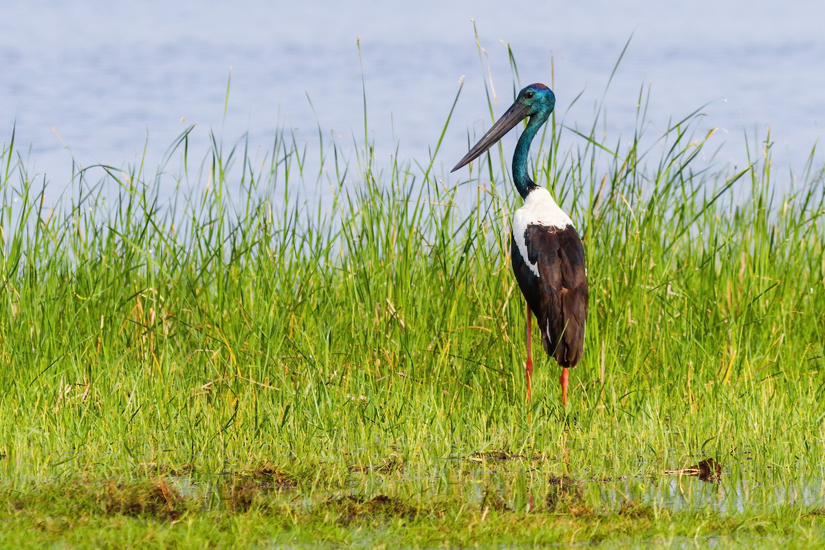 Black-necked Stork - Yeray Seminario