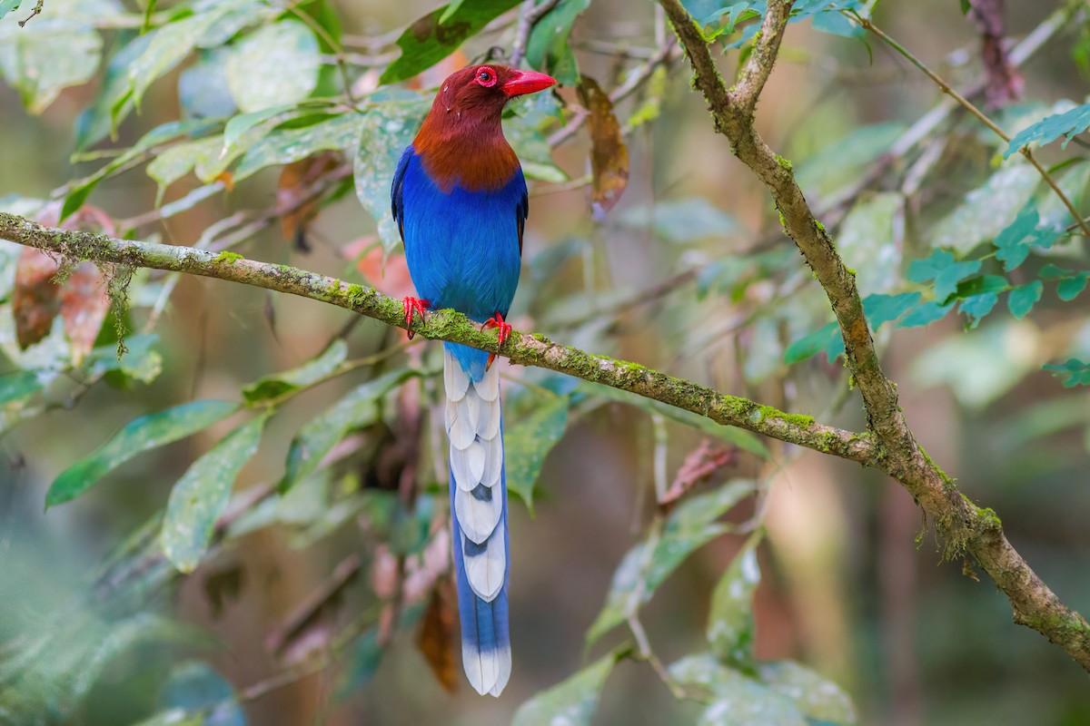 Sri Lanka Blue-Magpie - ML491162241