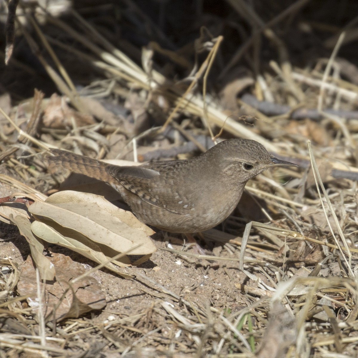 House Wren - ML49116311