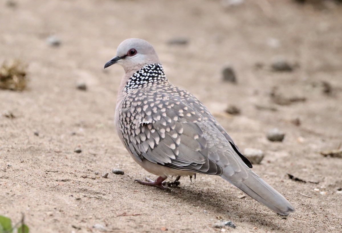 Spotted Dove - ML491163671