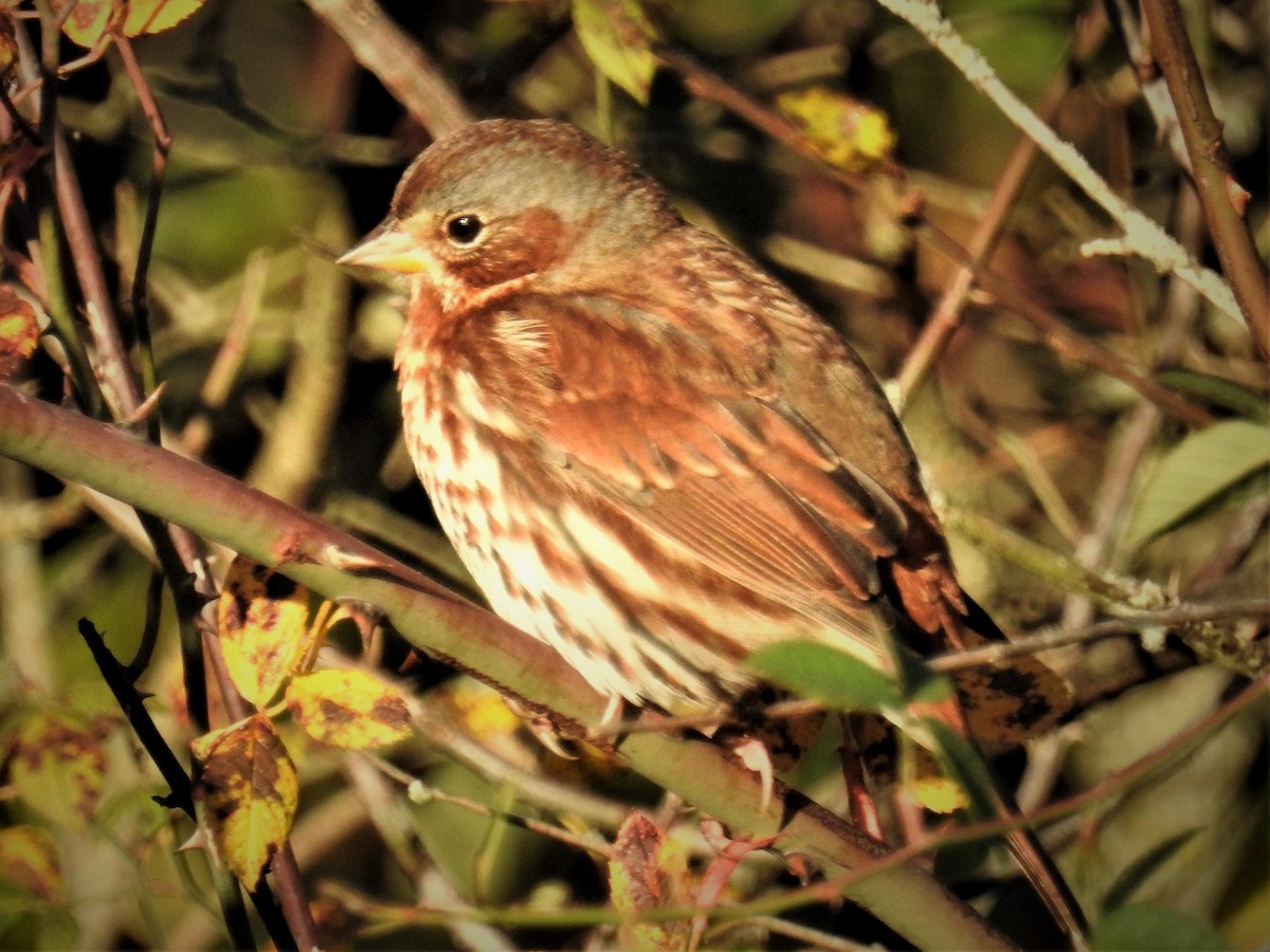 Fox Sparrow - ML491164311