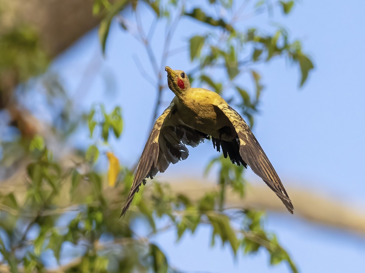 Cream-colored Woodpecker - ML491164721