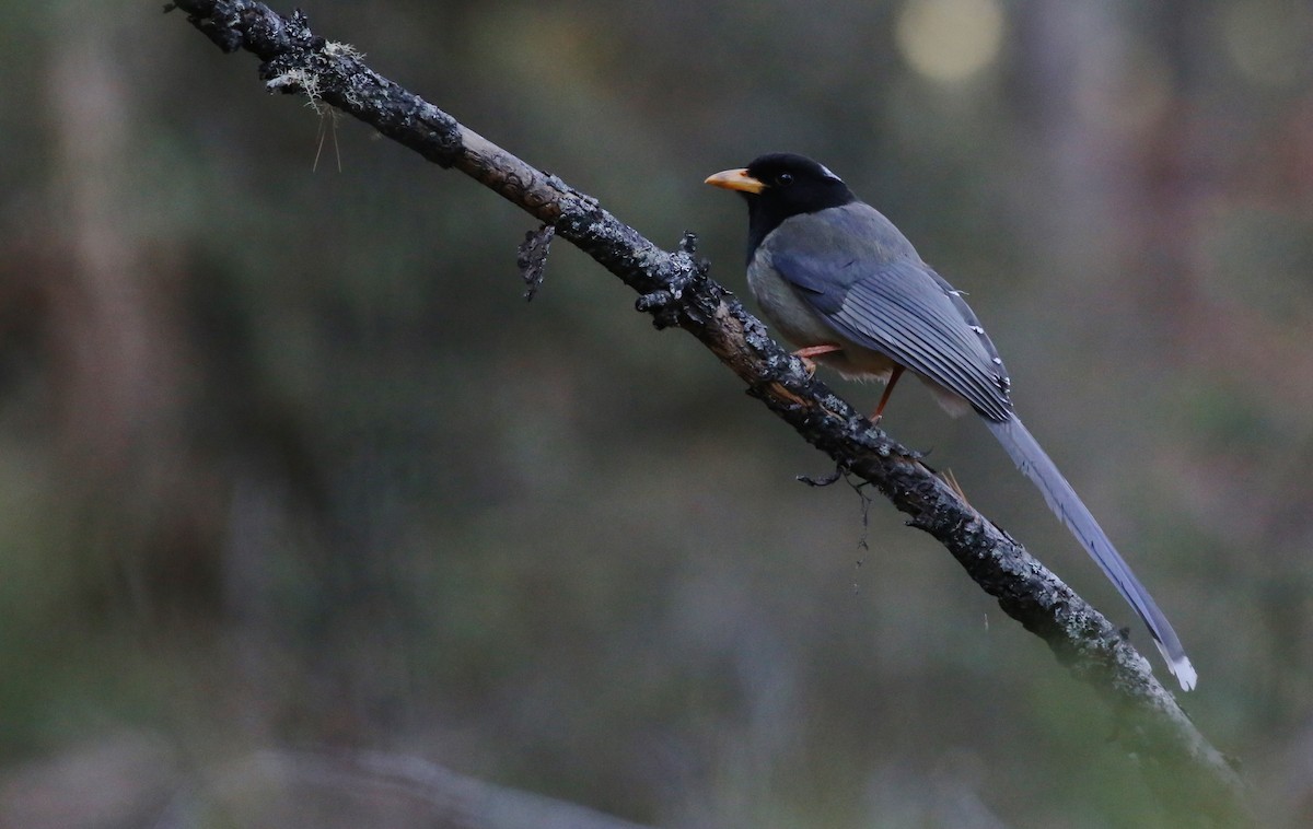Yellow-billed Blue-Magpie - Peter Hosner