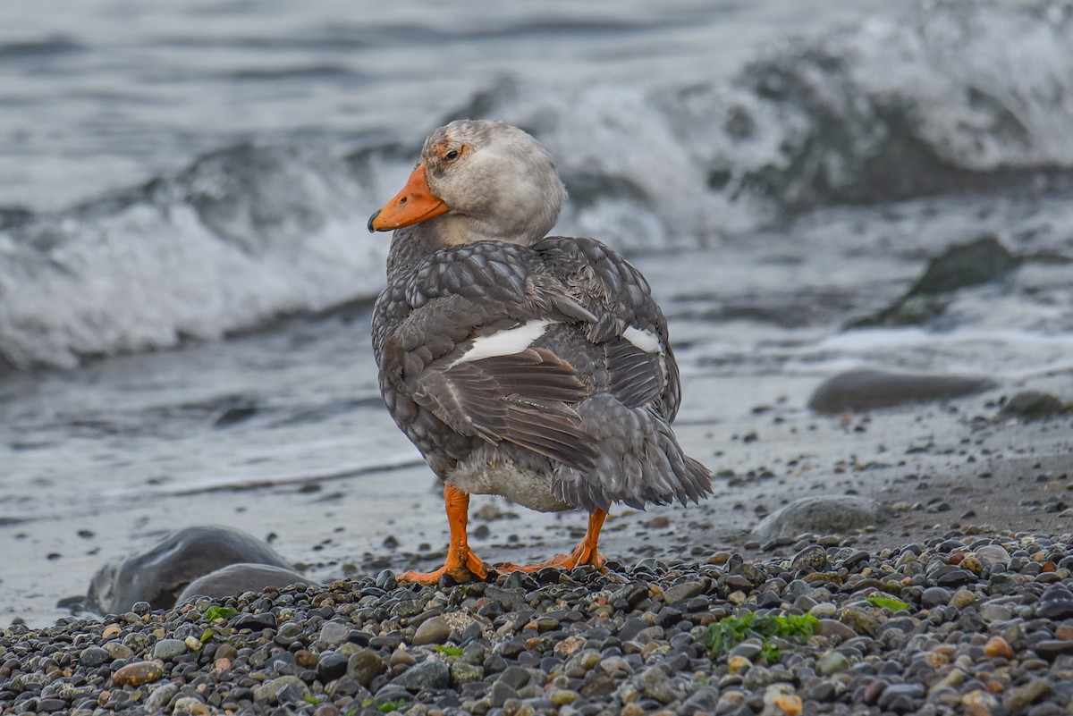 Flightless Steamer-Duck - ML491165031