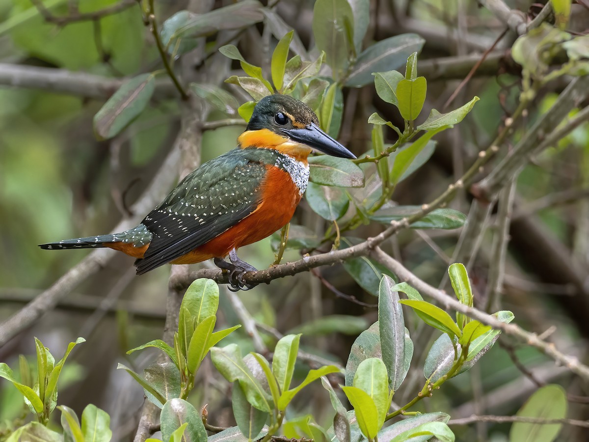 Green-and-rufous Kingfisher - ML491165991