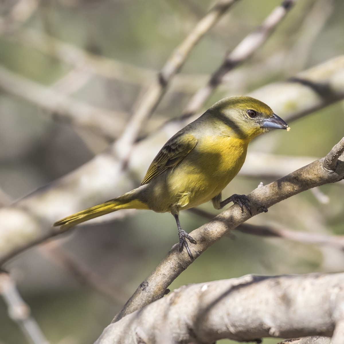 Hepatic Tanager - Eric Ellingson