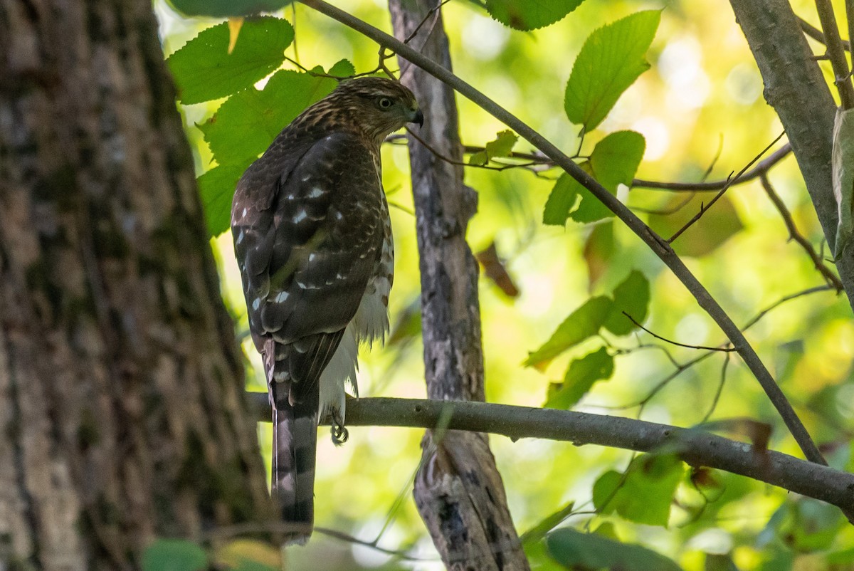 Cooper's Hawk - ML491167051