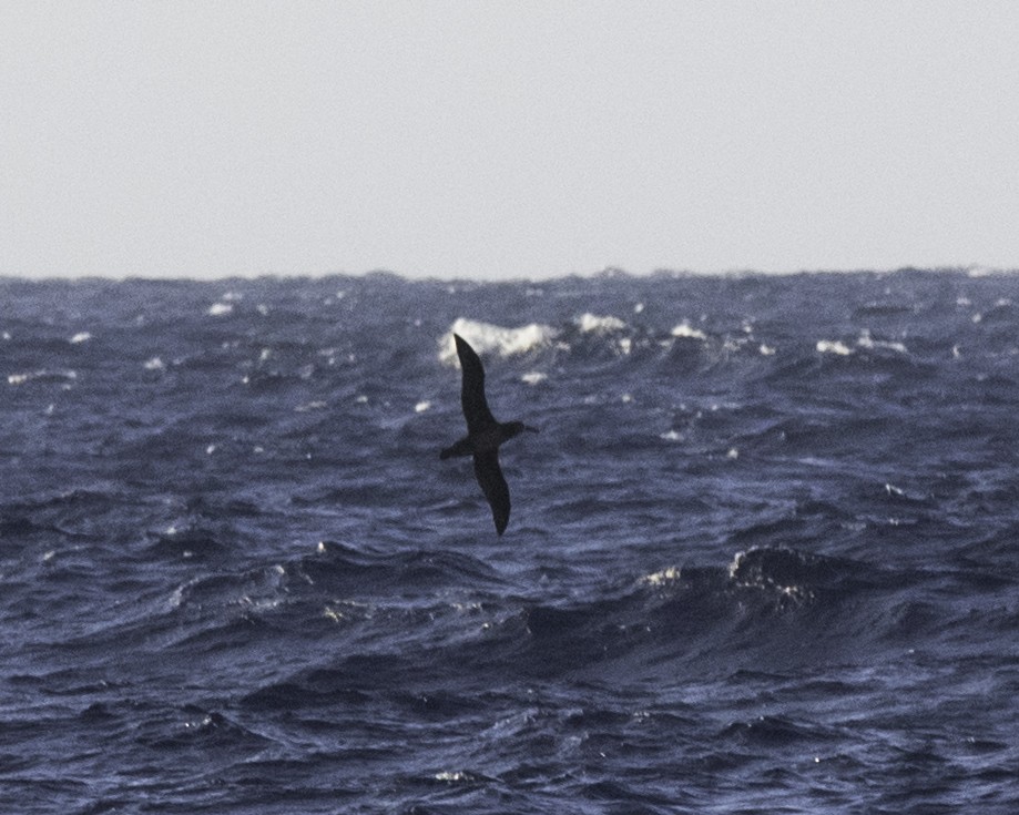 Black-footed Albatross - Max Rabinowitz