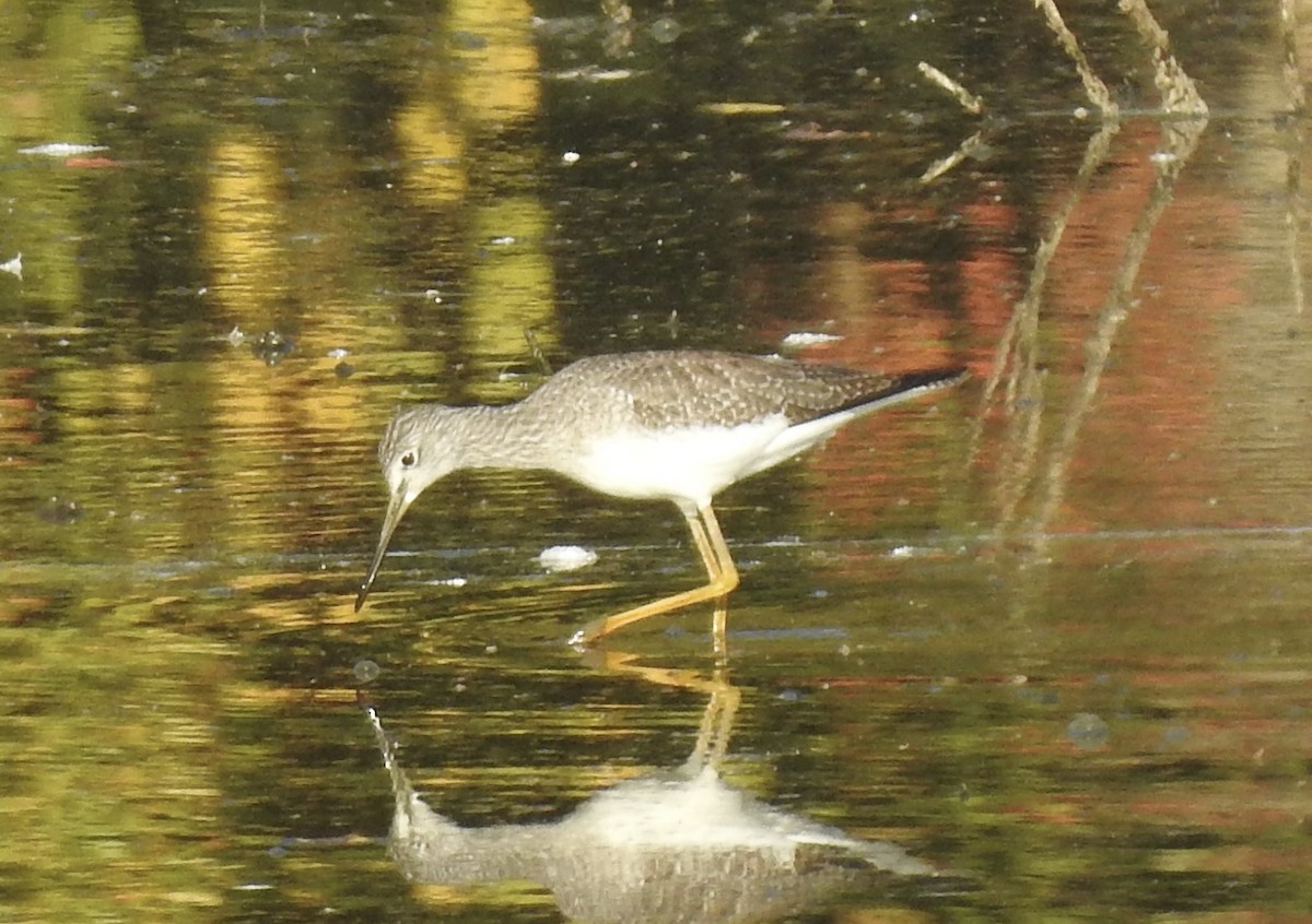 Greater Yellowlegs - Roy McGraw