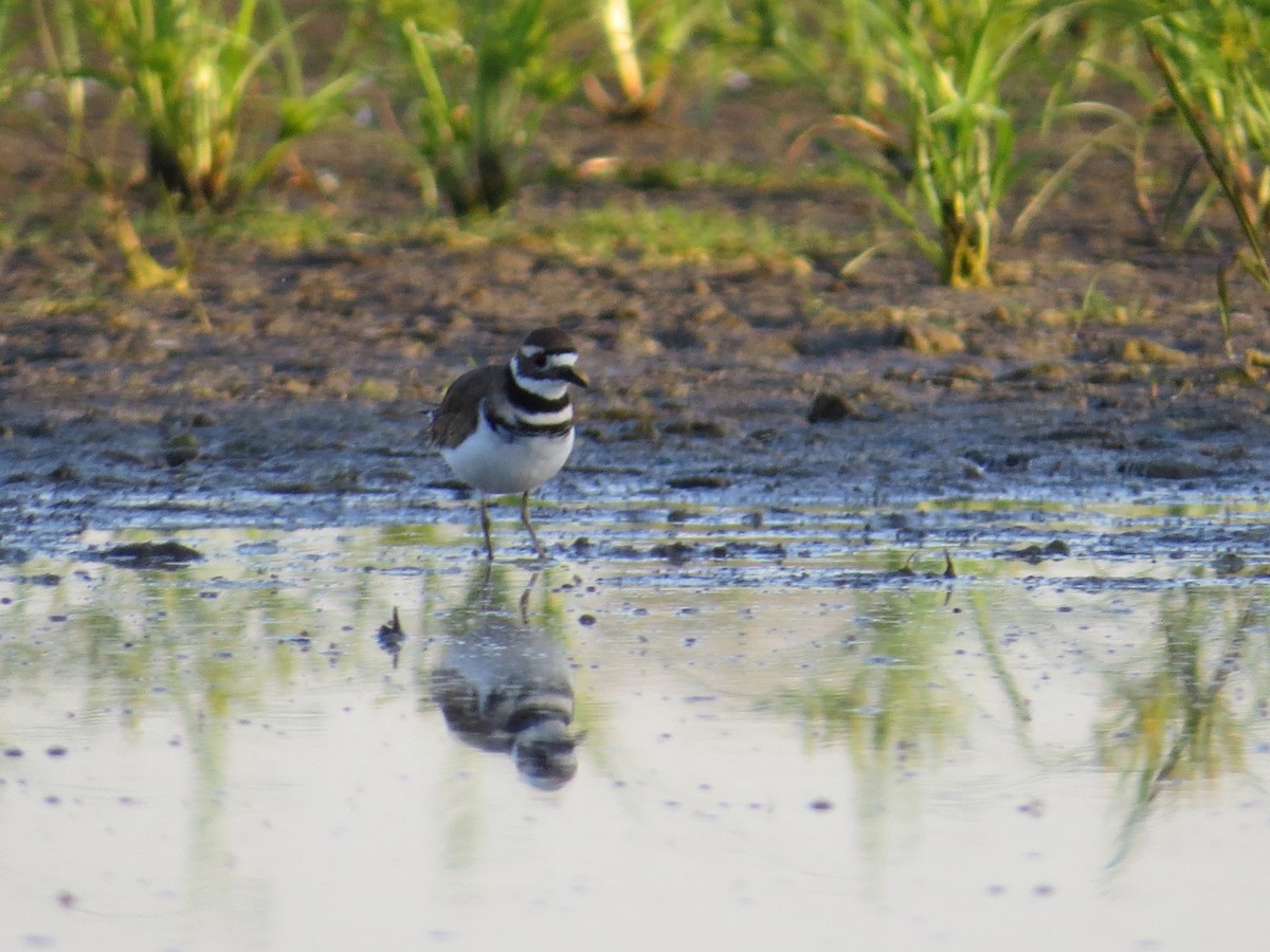 Killdeer - ML491168711