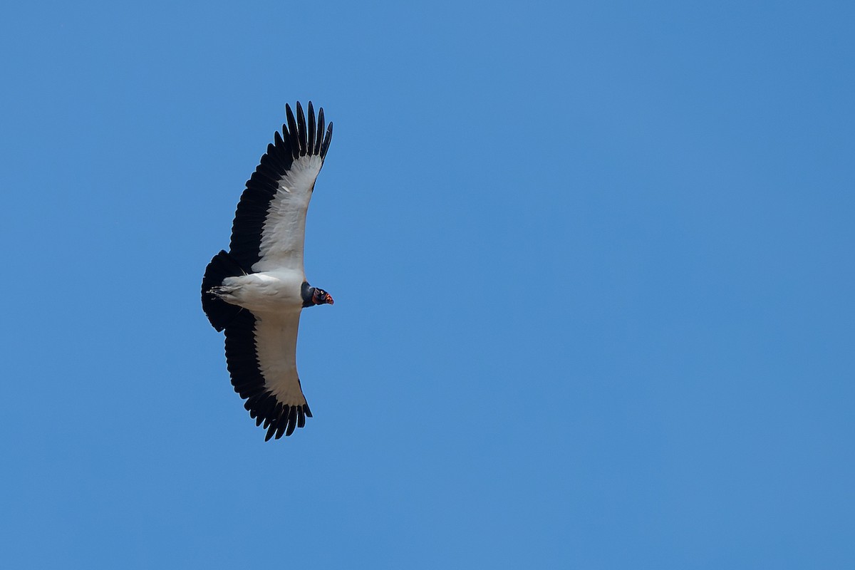 King Vulture - LUCIANO BERNARDES