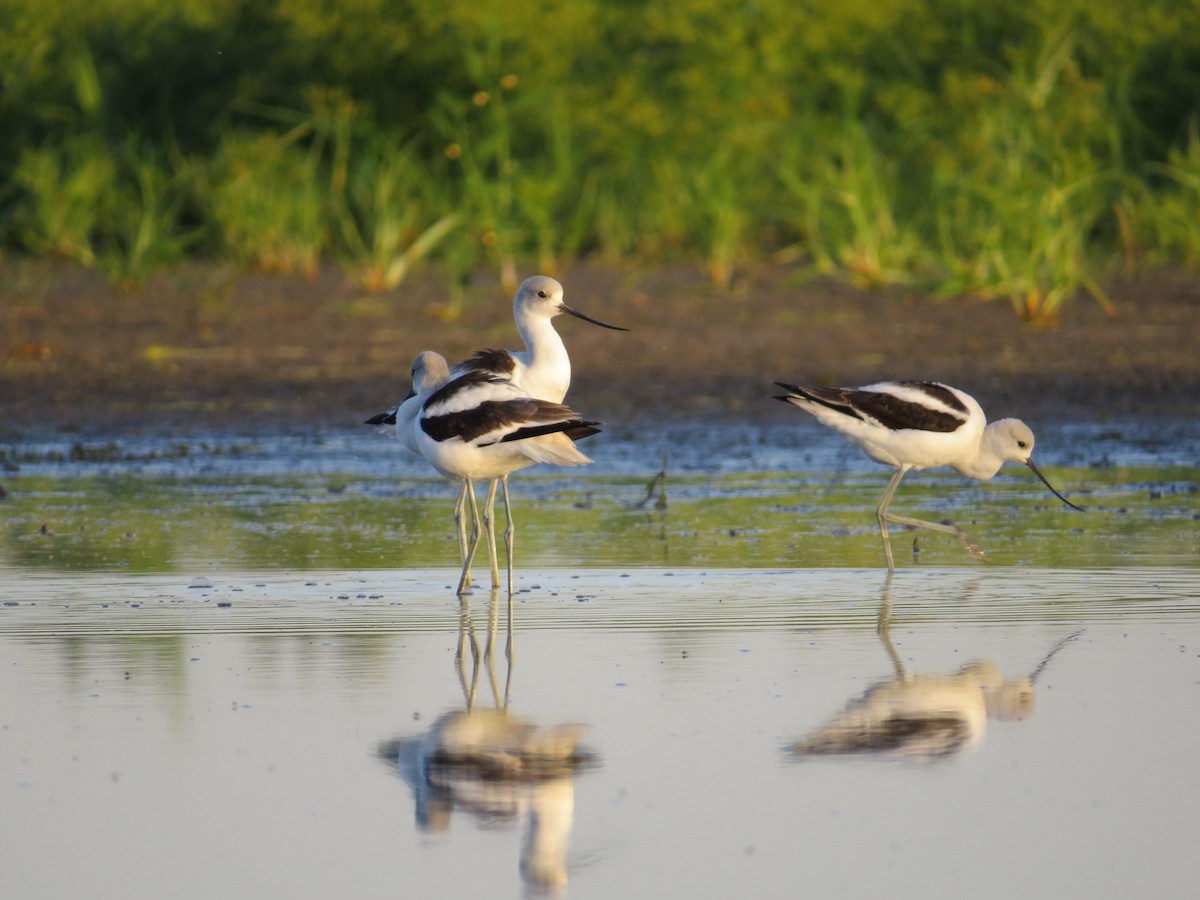 American Avocet - ML491169031