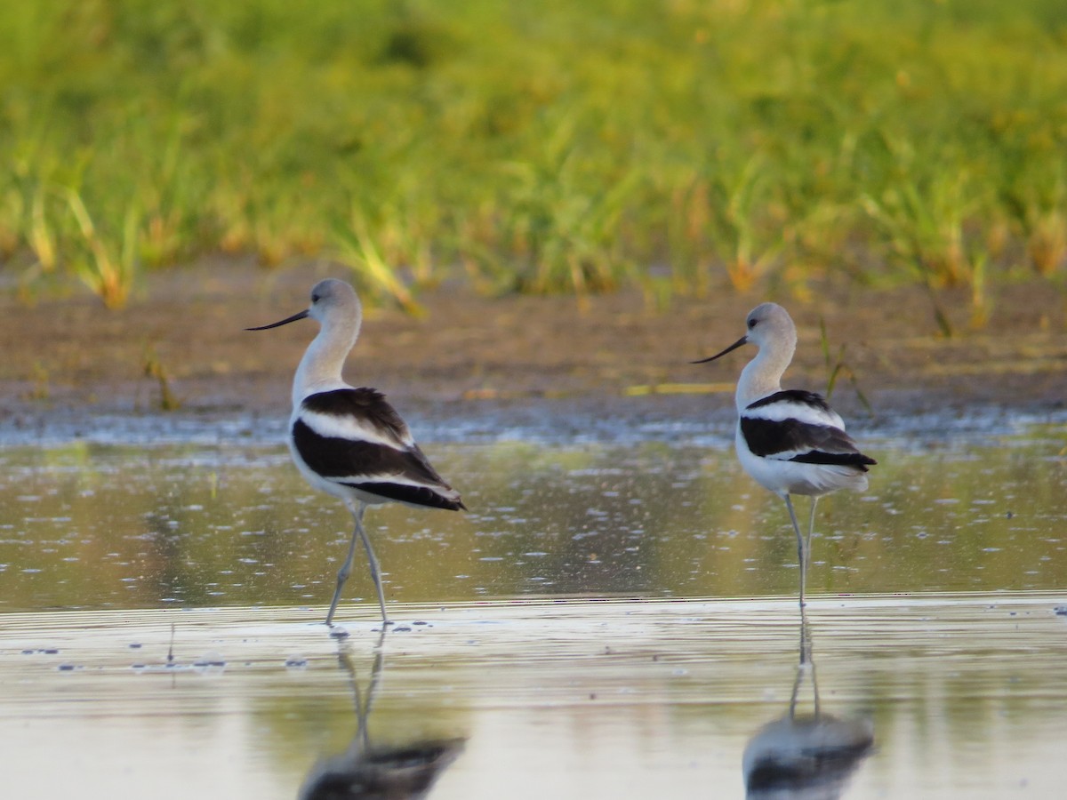 American Avocet - ML491169041