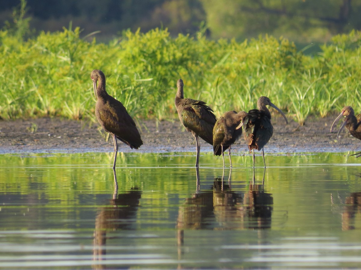 White-faced Ibis - ML491169241