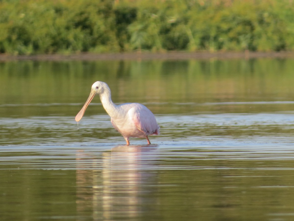 Roseate Spoonbill - ML491169351