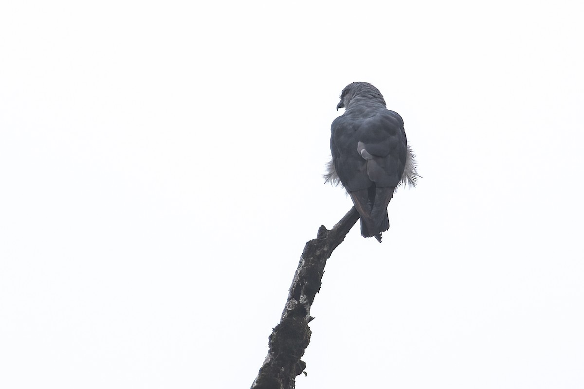 Plumbeous Kite - ML491171271