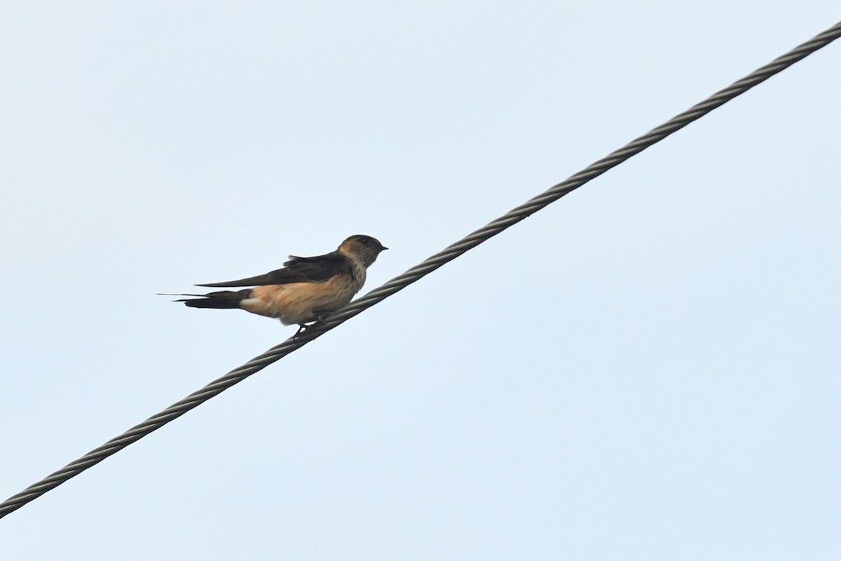 Red-rumped Swallow - Qin Huang