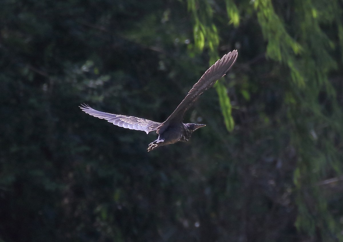 Black Bittern - ML49117171