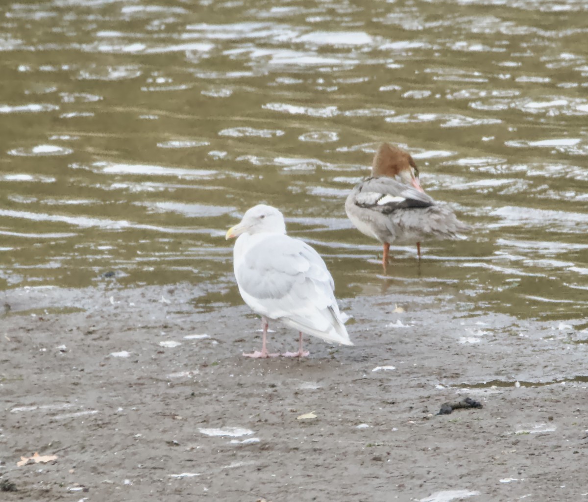 Glaucous-winged Gull - ML491172391