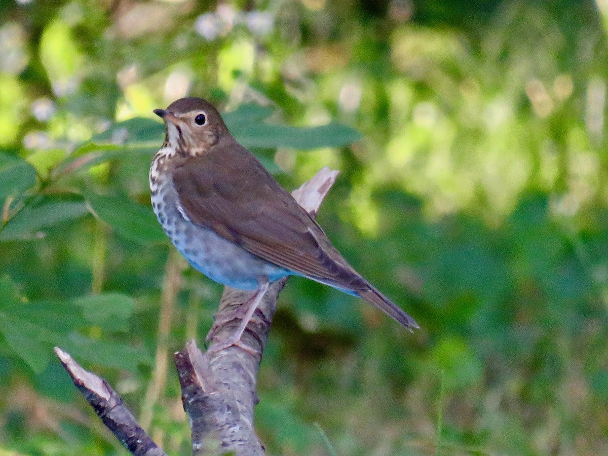 Hermit Thrush - ML491172431