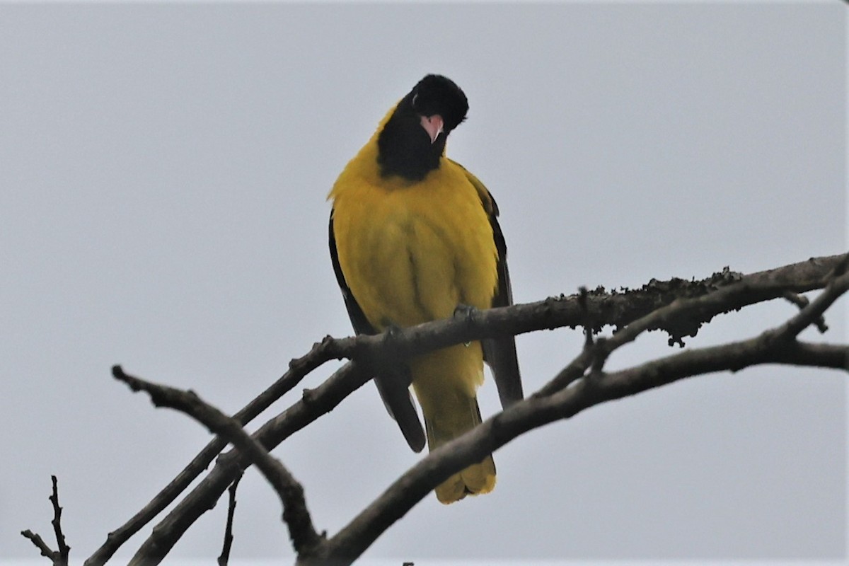 African Black-headed Oriole - ML491173261