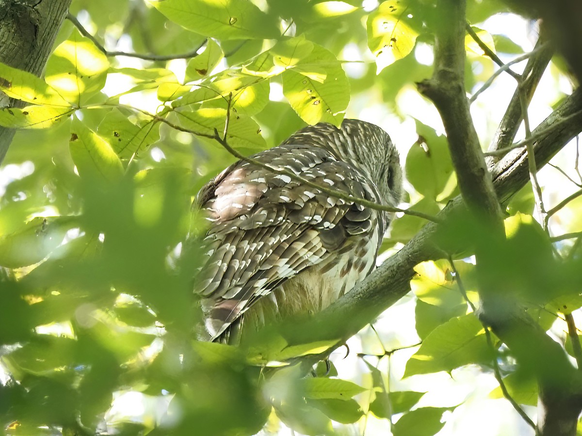 Barred Owl - ML491174031