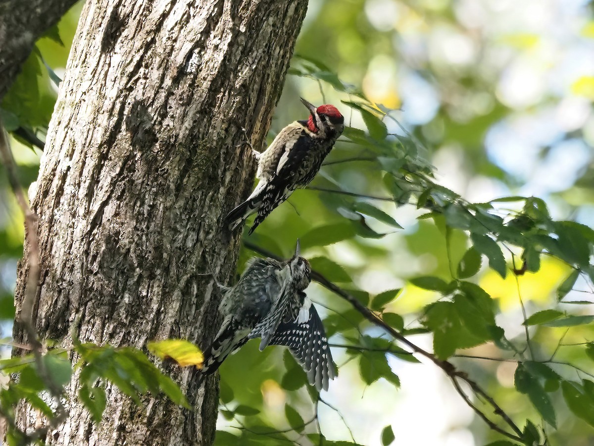 Yellow-bellied Sapsucker - ML491174111