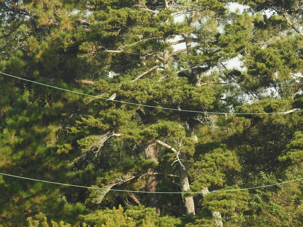 American Kestrel - ML491174201