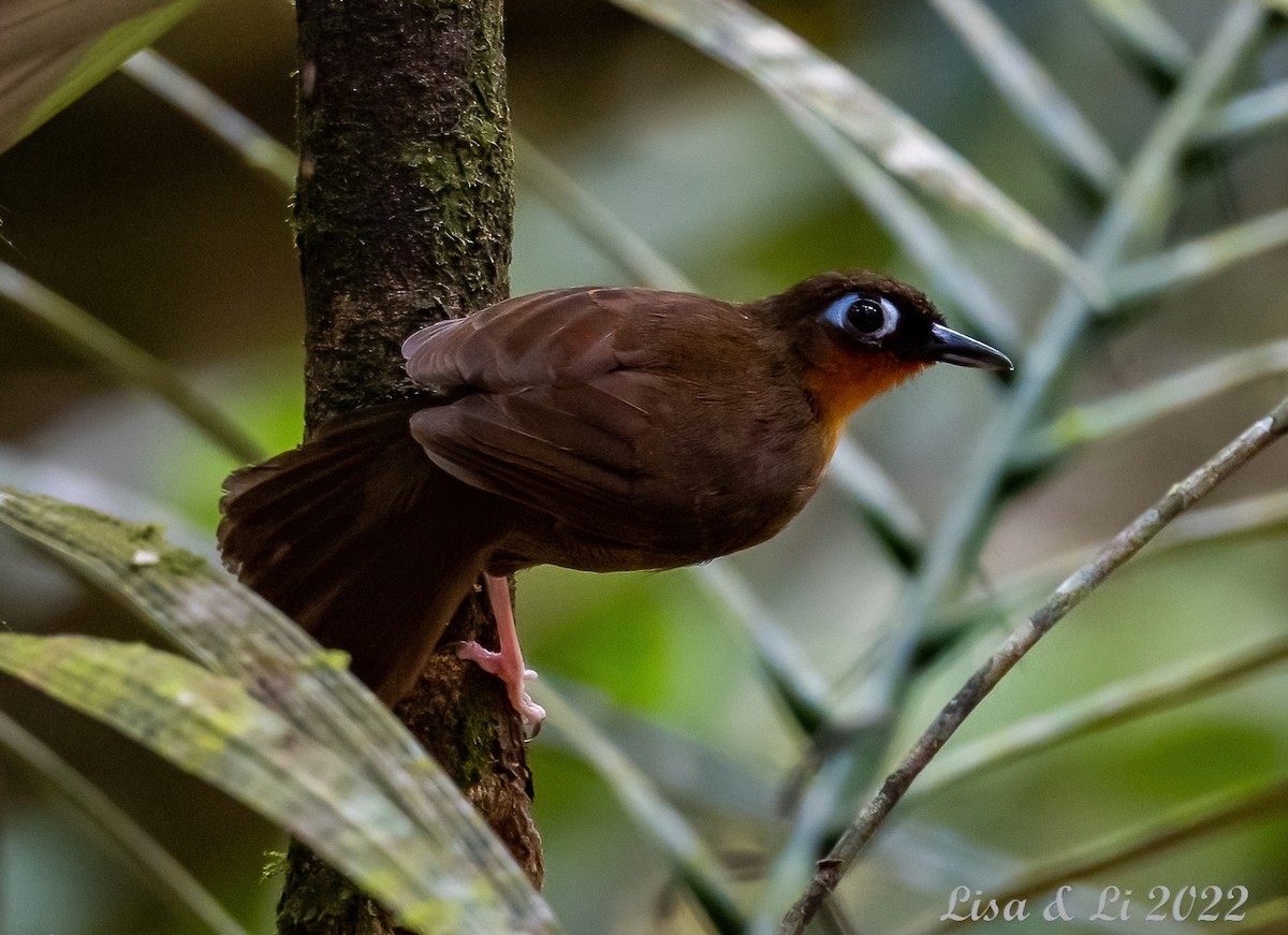 Rufous-throated Antbird - Lisa & Li Li