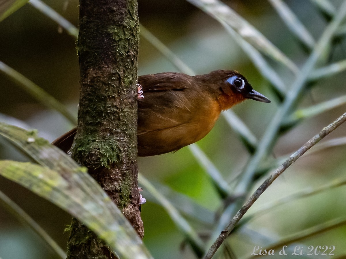 Rufous-throated Antbird - Lisa & Li Li