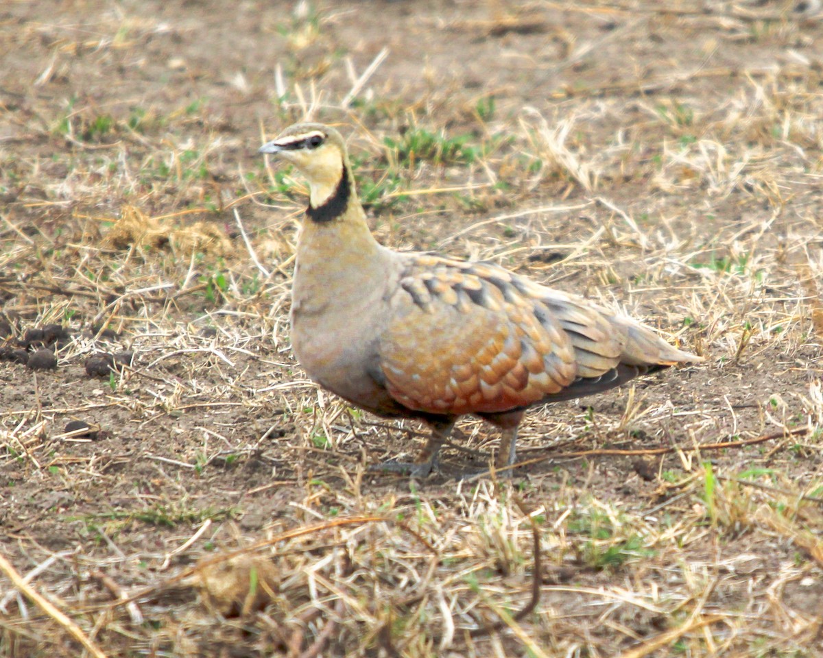 Yellow-throated Sandgrouse - ML491176121