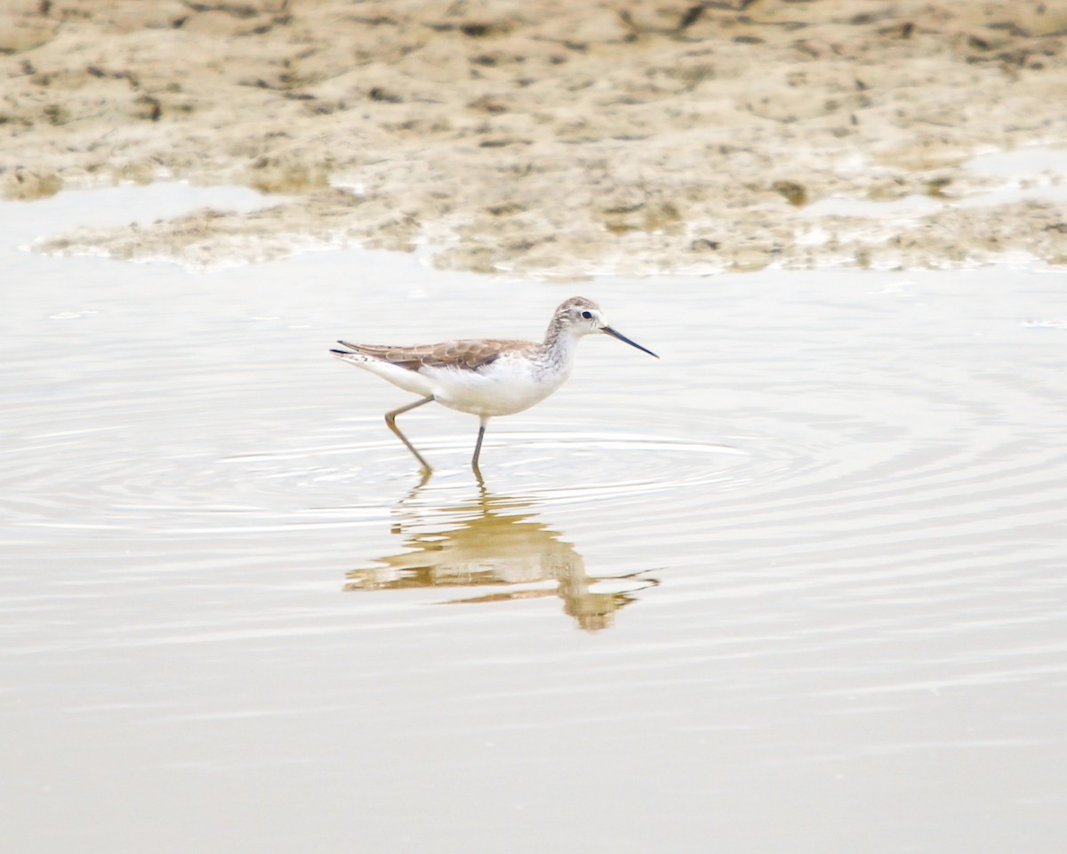 Marsh Sandpiper - Daniel S.