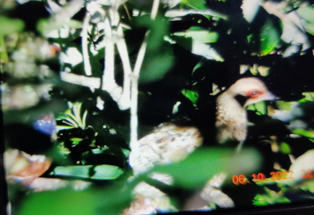 Mrs. Hume's Pheasant - ML491178111