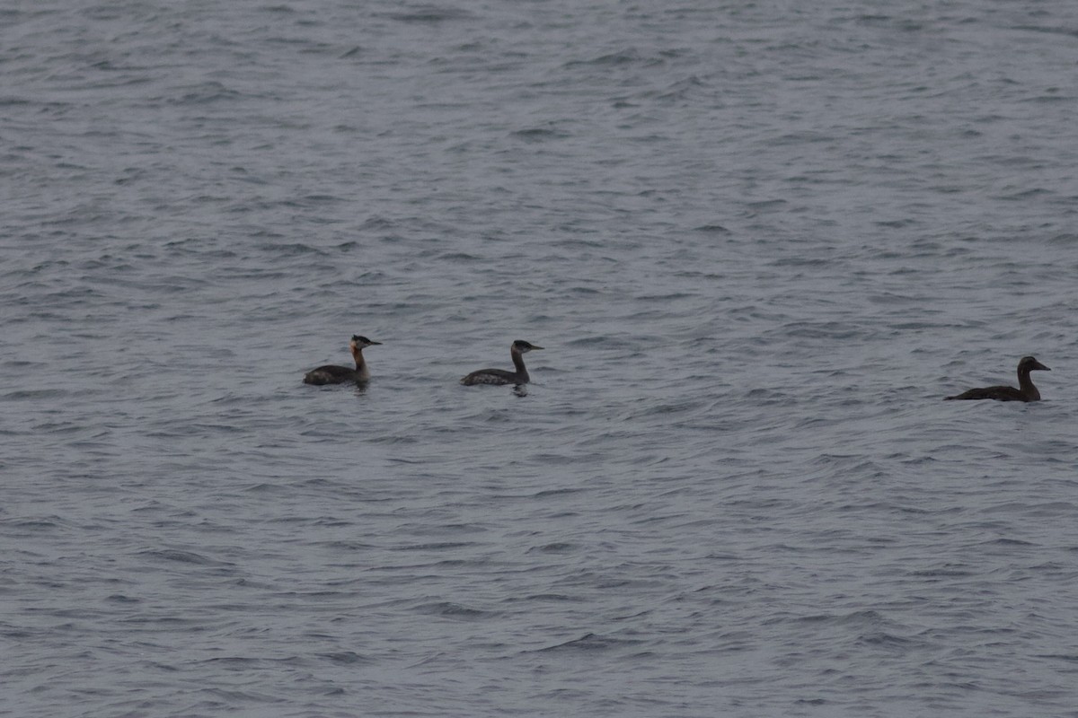 Red-necked Grebe - ML491178251