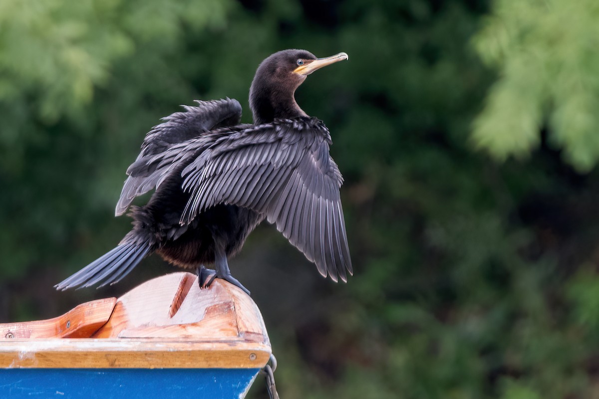 Neotropic Cormorant - Tony Dvorak