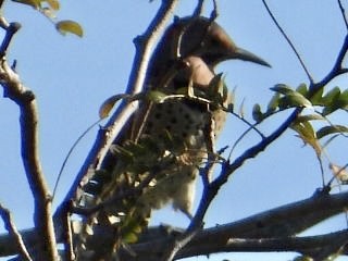 Northern Flicker - ML491179681