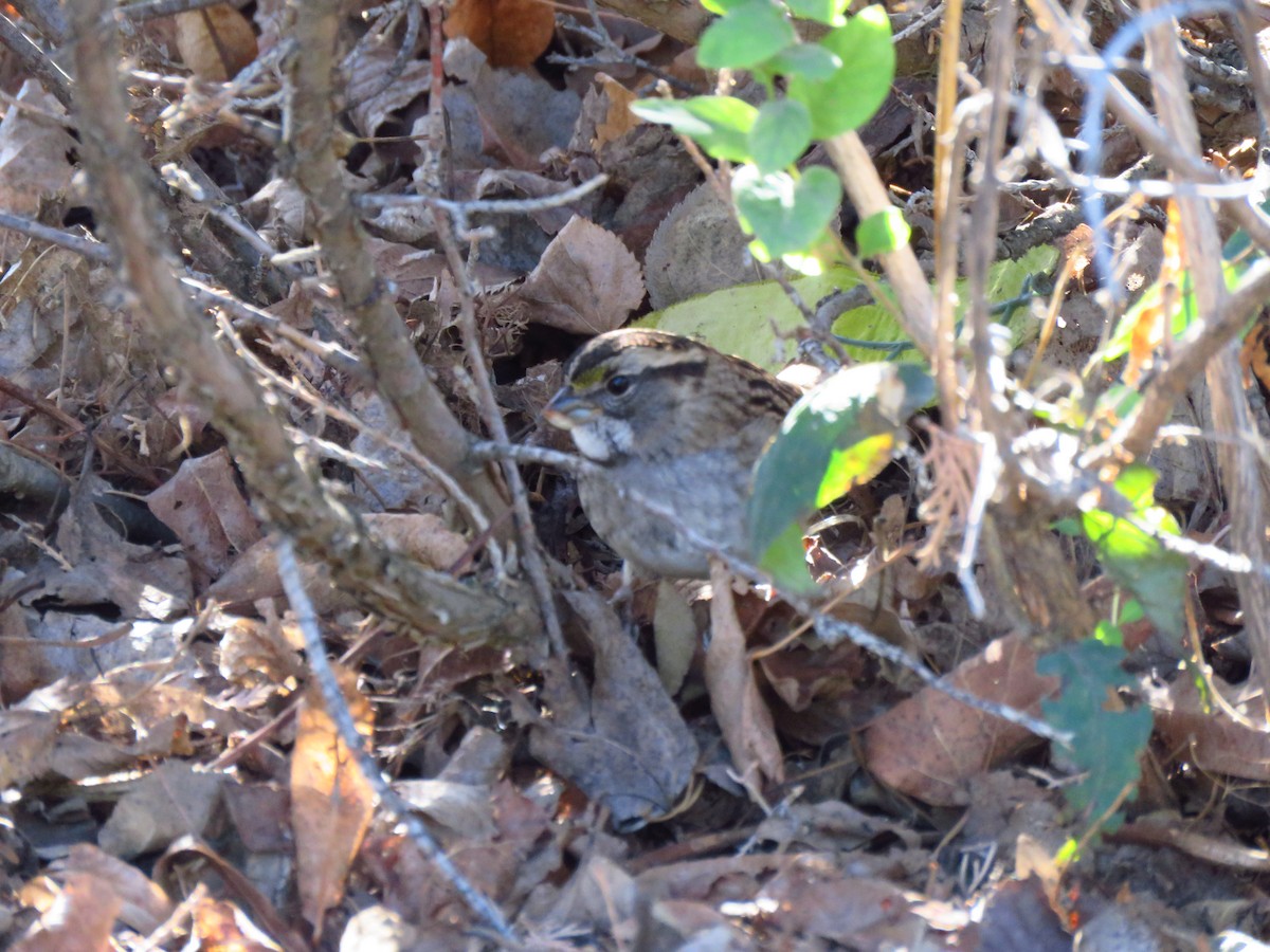 White-throated Sparrow - Ken Orich