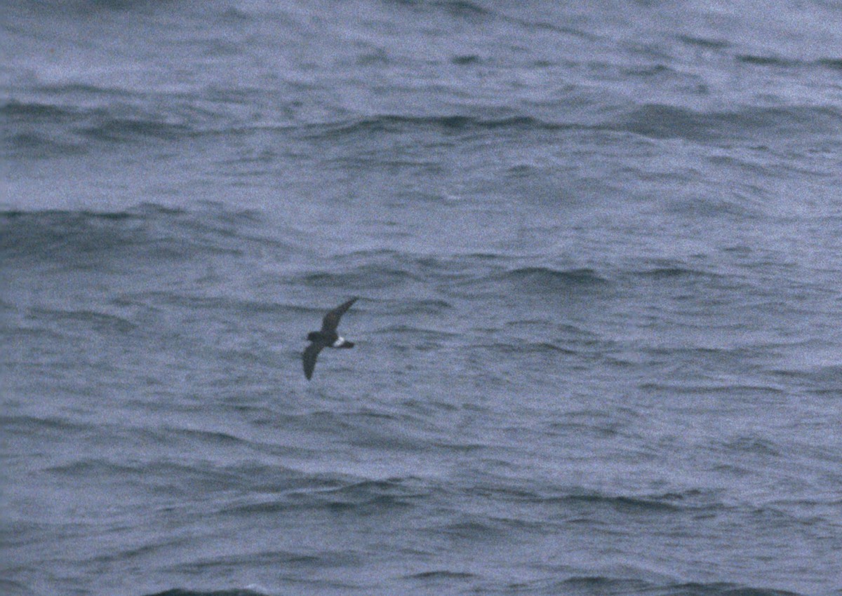 Leach's Storm-Petrel - Tamas Zeke