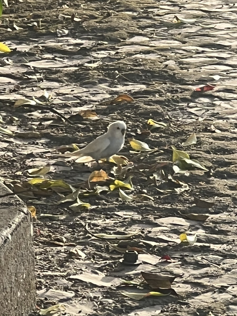 Budgerigar - ML491184671