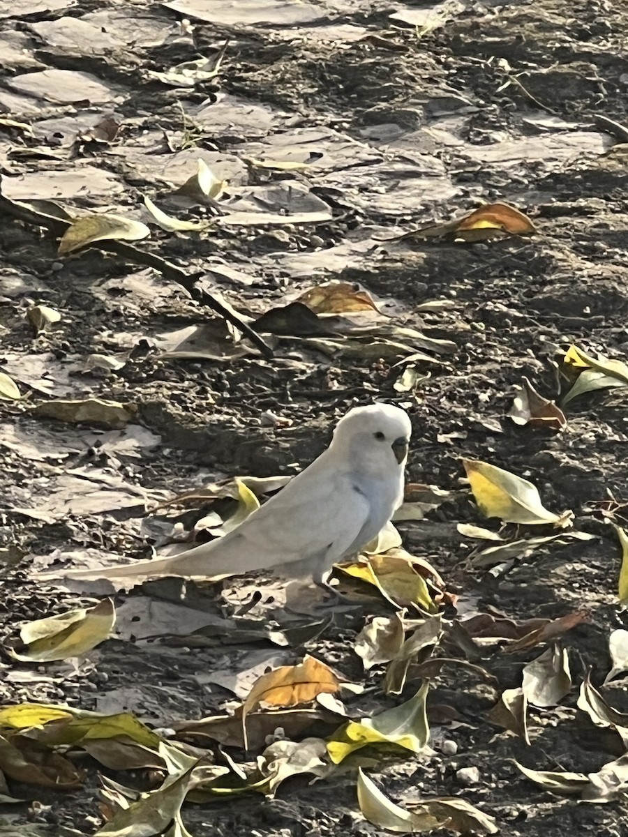 Budgerigar - ML491184681