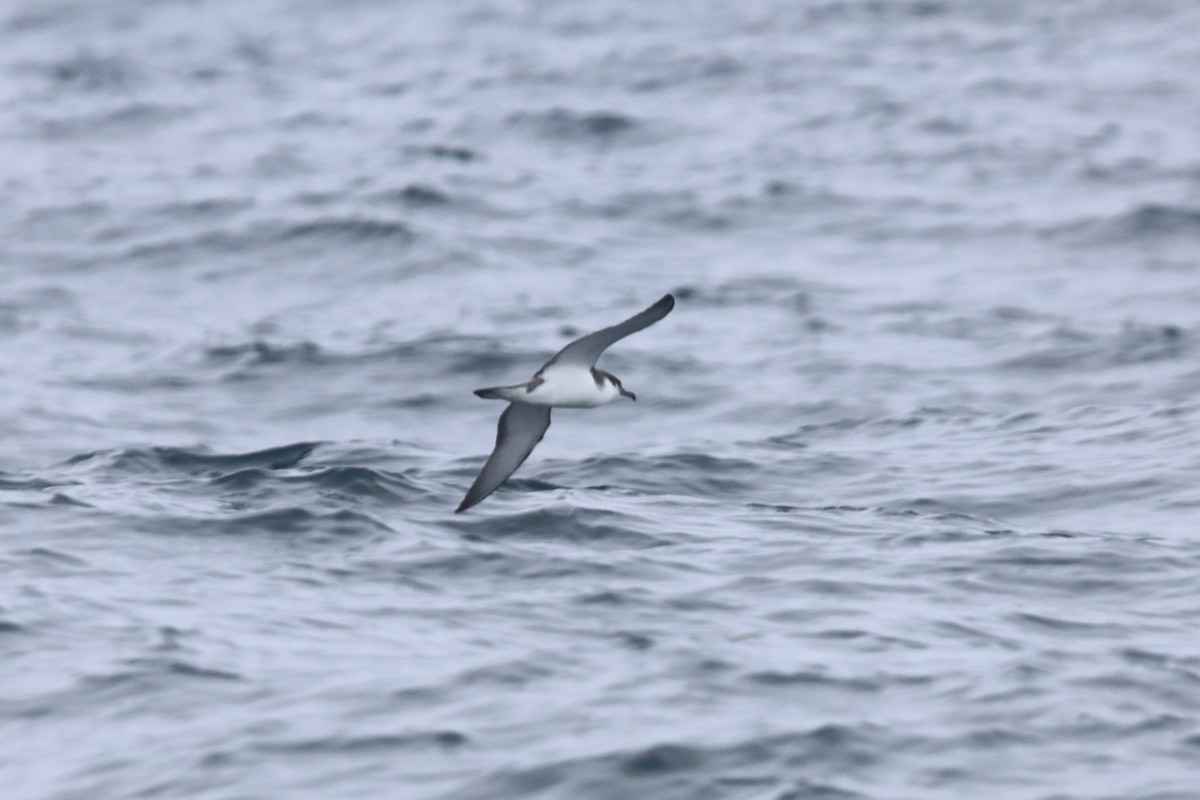 Buller's Shearwater - ML491185361